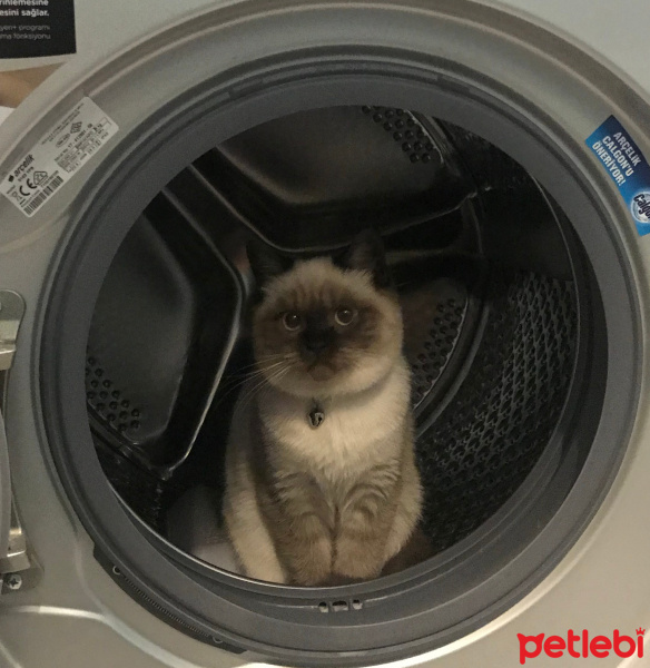 British Shorthair, Kedi  Mochi fotoğrafı