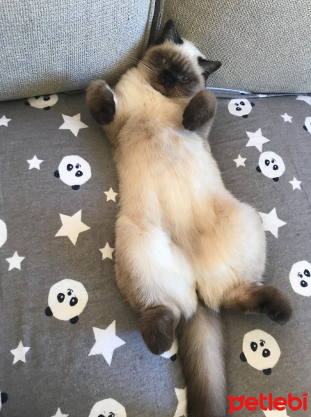 British Shorthair, Kedi  Mochi fotoğrafı