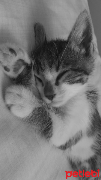 Tekir Kedi, Kedi  Ceku fotoğrafı