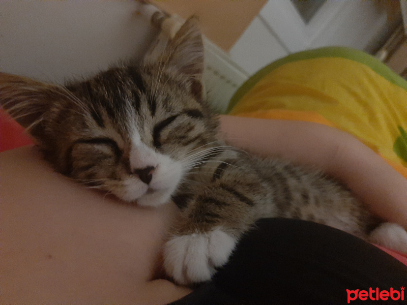 Tekir Kedi, Kedi  Şanslı fotoğrafı