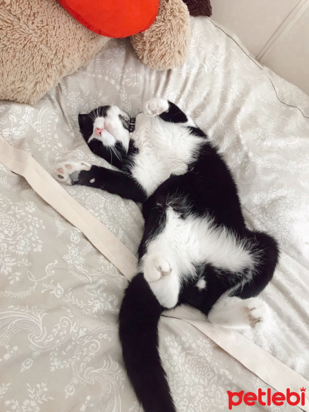 Tuxedo (Smokin) Kedi, Kedi  Buffy fotoğrafı