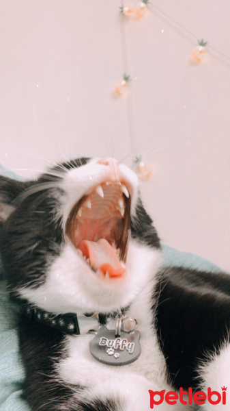 Tuxedo (Smokin) Kedi, Kedi  Buffy fotoğrafı