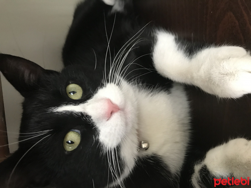 Tuxedo (Smokin) Kedi, Kedi  Buffy fotoğrafı
