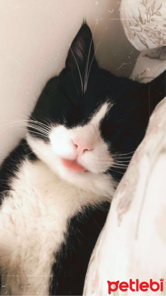 Tuxedo (Smokin) Kedi, Kedi  Buffy fotoğrafı