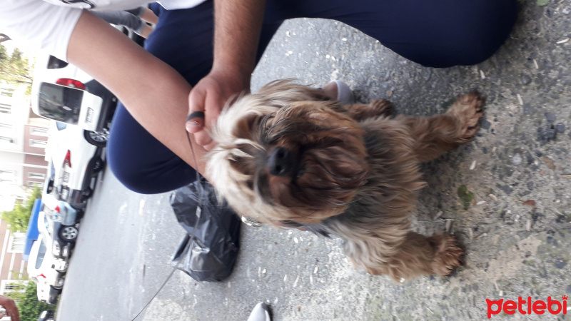 Yorkshire Terrier, Köpek  Mex fotoğrafı