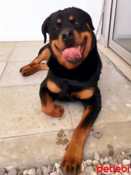 Rottweiler, Köpek  Cesur fotoğrafı