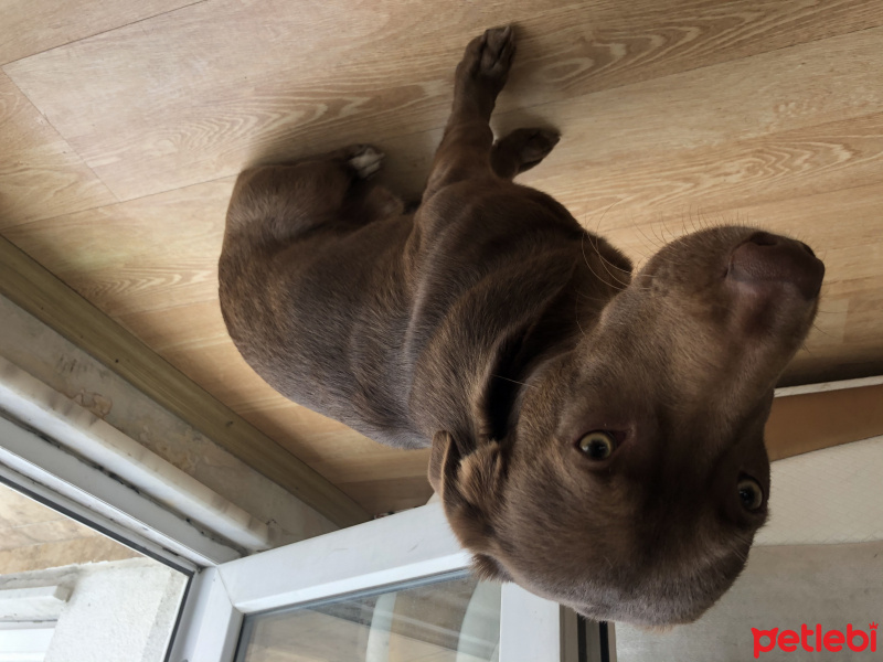 Labrador Retriever, Köpek  Bein fotoğrafı