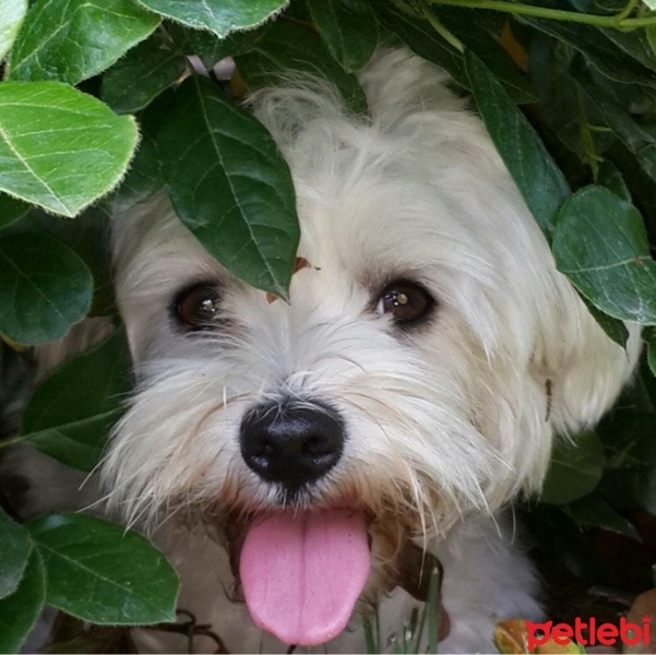 Maltese, Köpek  Limon fotoğrafı