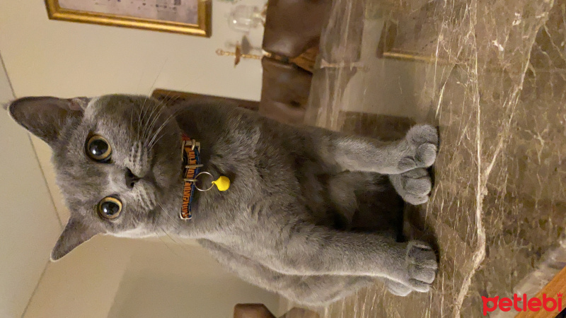 British Shorthair, Kedi  Köz fotoğrafı