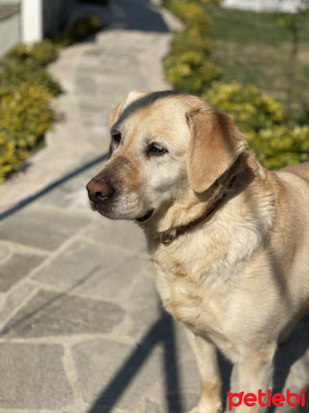Labrador Retriever, Köpek  Şirin fotoğrafı