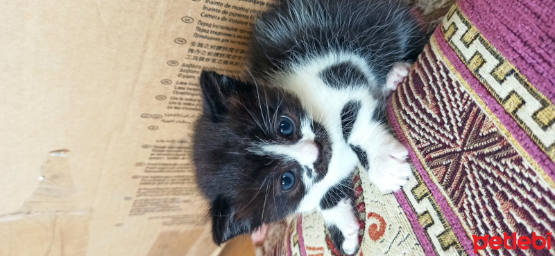 Tekir Kedi, Kedi  Sütlaç fotoğrafı