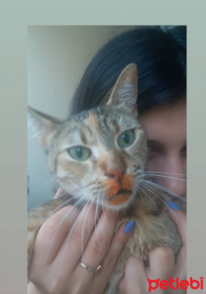 Tekir Kedi, Kedi  HERA fotoğrafı