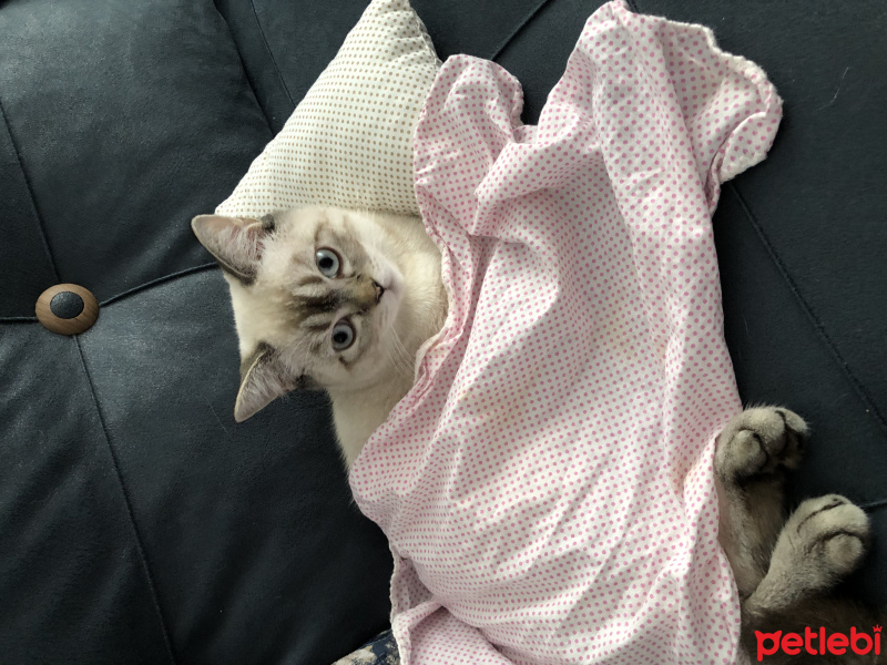 British Shorthair, Kedi  Bulut fotoğrafı