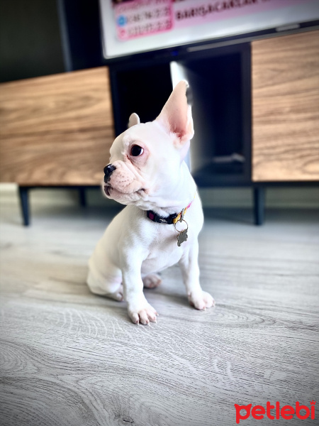 Fransız Bulldog, Köpek  Alice fotoğrafı