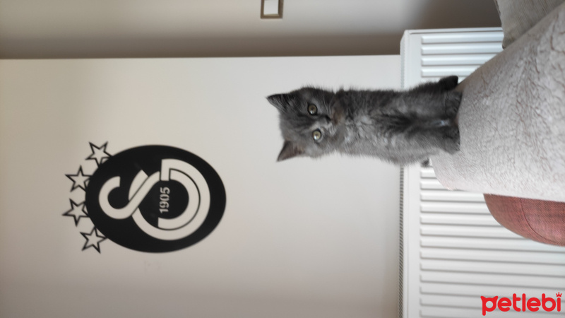 British Shorthair, Kedi  Bal fotoğrafı