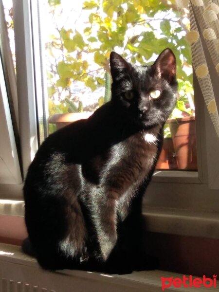 Tuxedo (Smokin) Kedi, Kedi  Gunter fotoğrafı