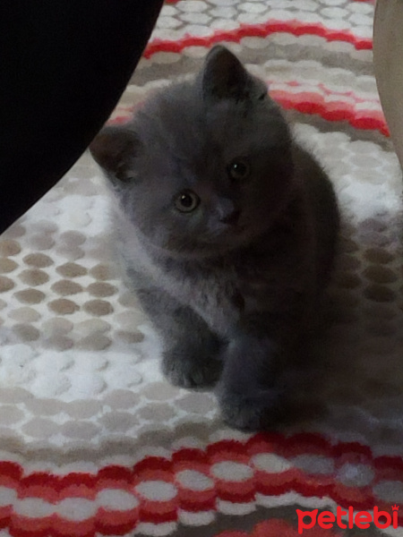 British Shorthair, Kedi  Çiko fotoğrafı