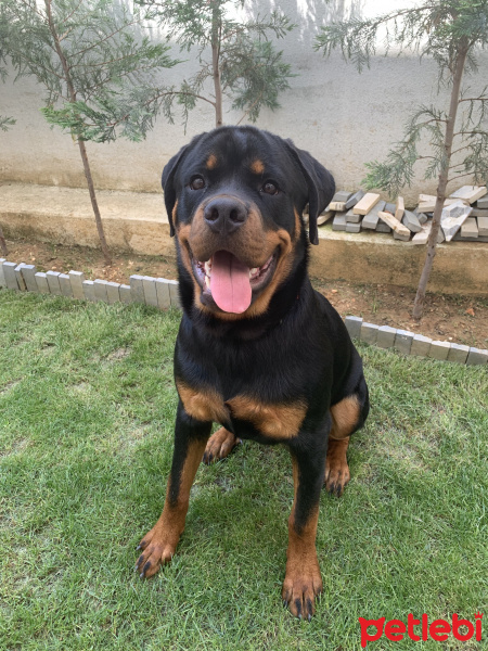 Rottweiler, Köpek  Ares fotoğrafı