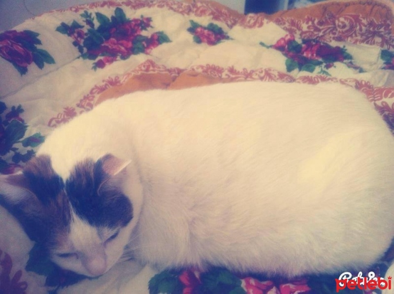 Ankara Kedisi, Kedi  nazlı fotoğrafı