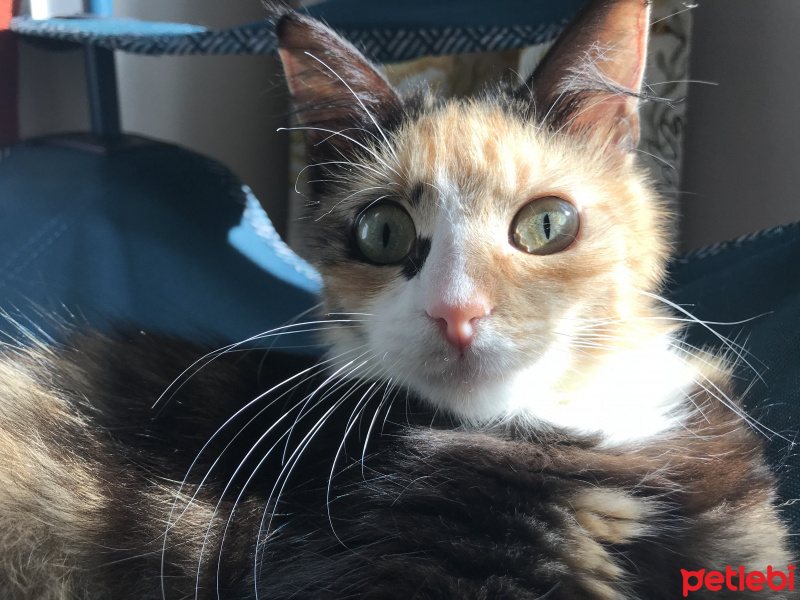 Ankara Kedisi, Kedi  patik fotoğrafı