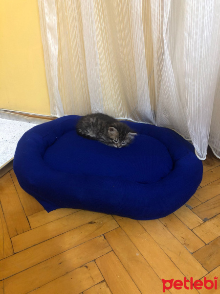 Tekir Kedi, Kedi  Tarhana fotoğrafı