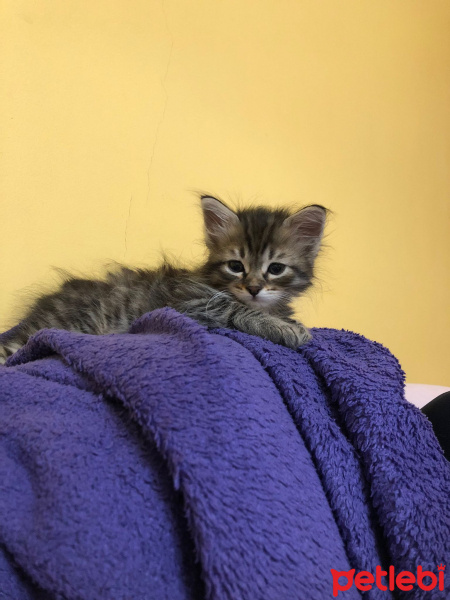 Tekir Kedi, Kedi  Tarhana fotoğrafı