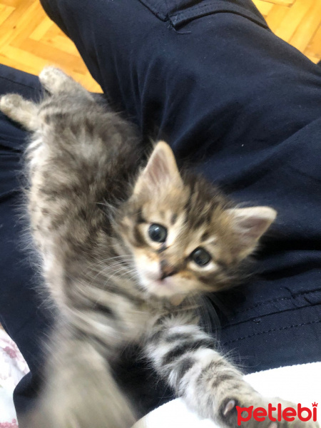 Tekir Kedi, Kedi  Tarhana fotoğrafı