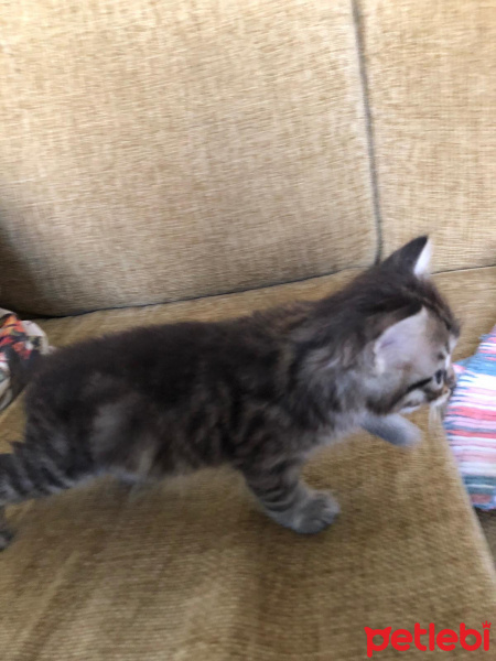 Tekir Kedi, Kedi  Tarhana fotoğrafı