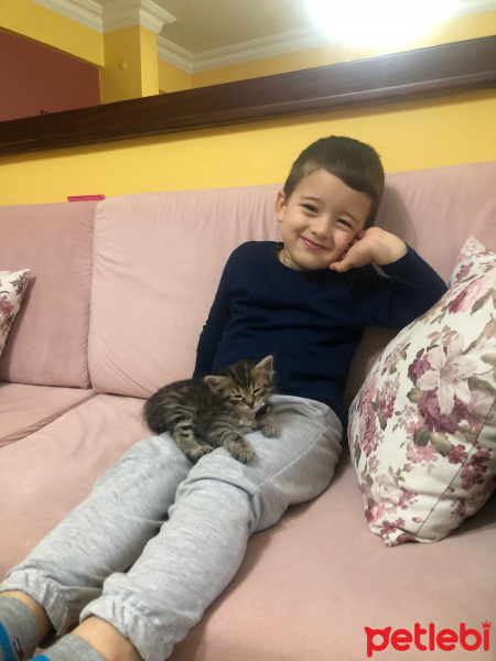 Tekir Kedi, Kedi  Tarhana fotoğrafı