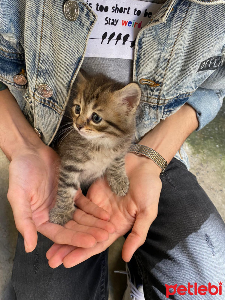Tekir Kedi, Kedi  Tarhana fotoğrafı