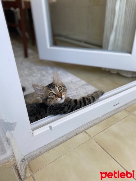 Tekir Kedi, Kedi  Tarhana fotoğrafı
