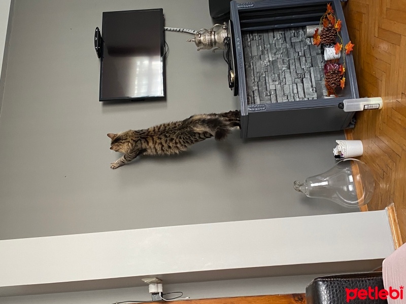 Tekir Kedi, Kedi  Tarhana fotoğrafı