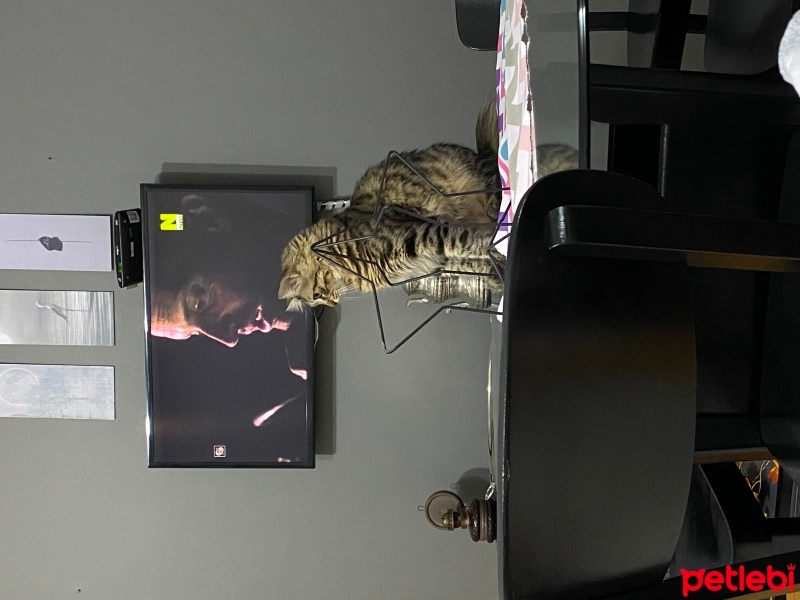 Tekir Kedi, Kedi  Tarhana fotoğrafı