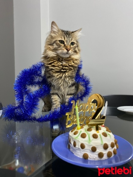 Tekir Kedi, Kedi  Tarhana fotoğrafı