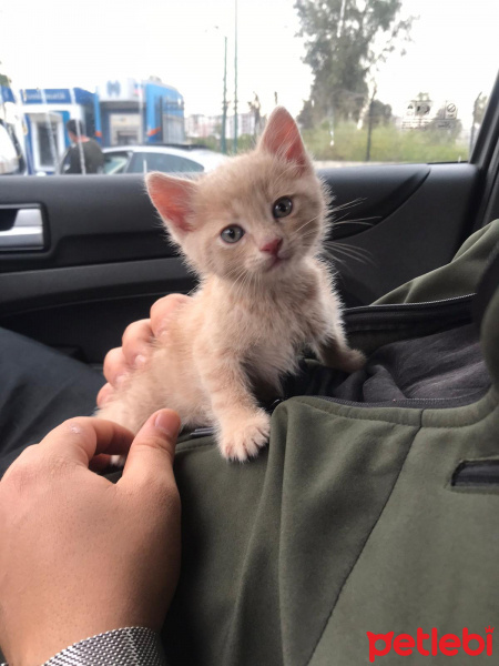 Tekir Kedi, Kedi  Badem fotoğrafı