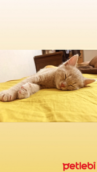 Tekir Kedi, Kedi  Badem fotoğrafı