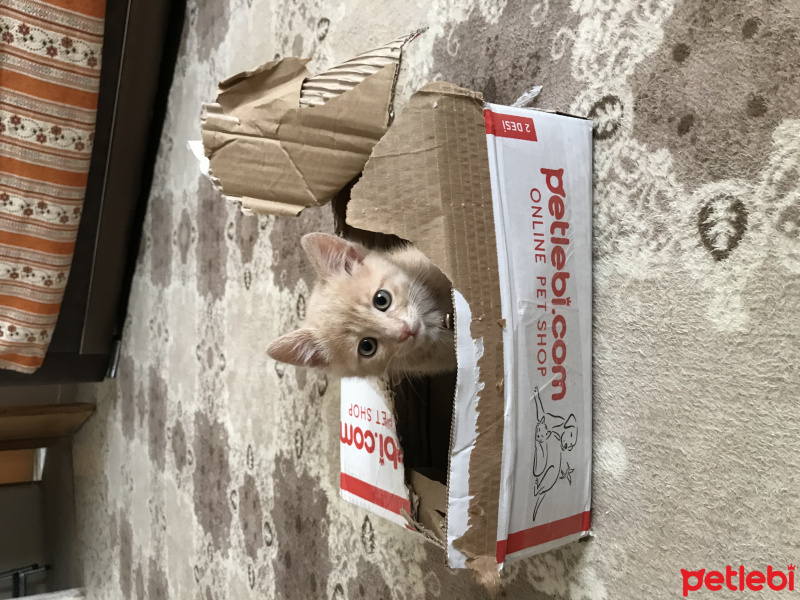 Tekir Kedi, Kedi  Badem fotoğrafı