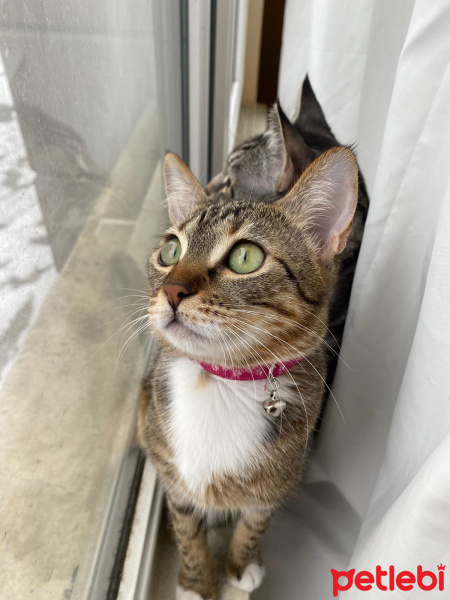 Tekir Kedi, Kedi  fıtıknaz fotoğrafı