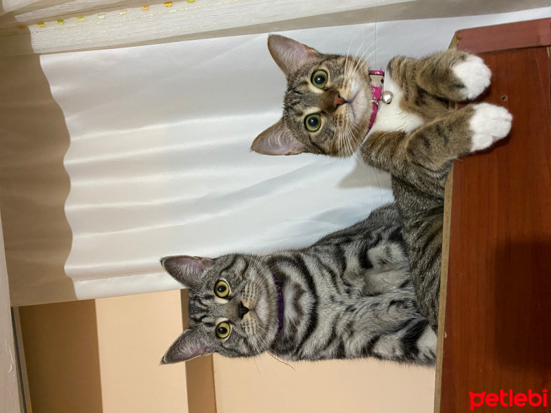 Tekir Kedi, Kedi  fıtıknaz fotoğrafı