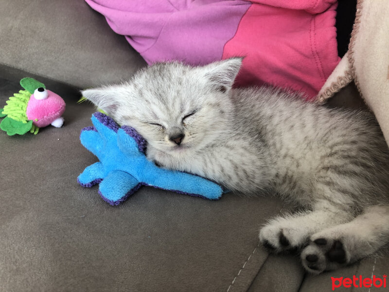 British Shorthair, Kedi  Venüs fotoğrafı