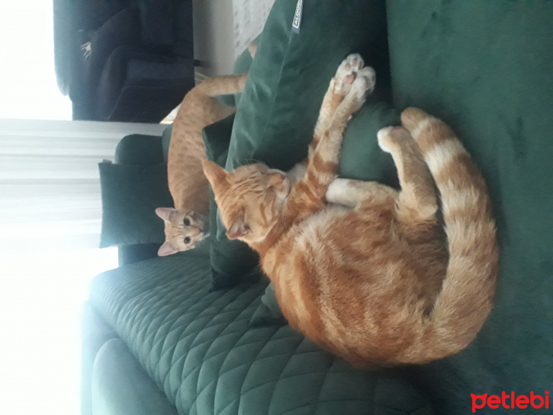 Sarman, Kedi  Muhterem fotoğrafı