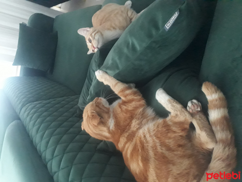 Sarman, Kedi  Muhterem fotoğrafı