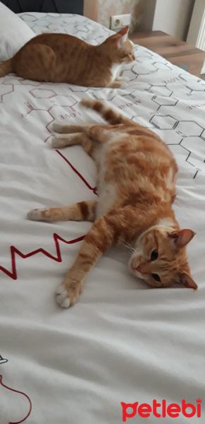 Sarman, Kedi  Muhterem fotoğrafı