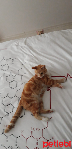 Sarman, Kedi  Muhterem fotoğrafı