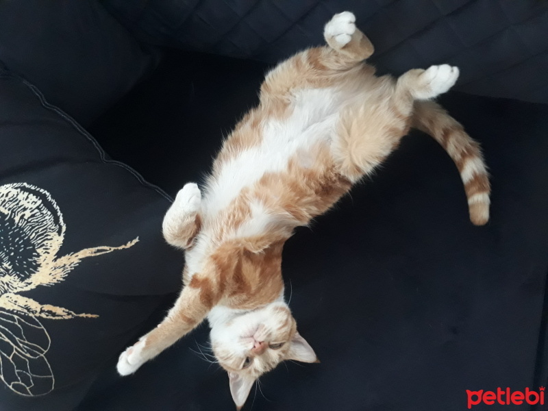 Sarman, Kedi  Muhterem fotoğrafı