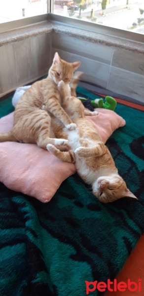 Sarman, Kedi  Muhterem fotoğrafı