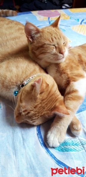 Sarman, Kedi  Muhterem fotoğrafı