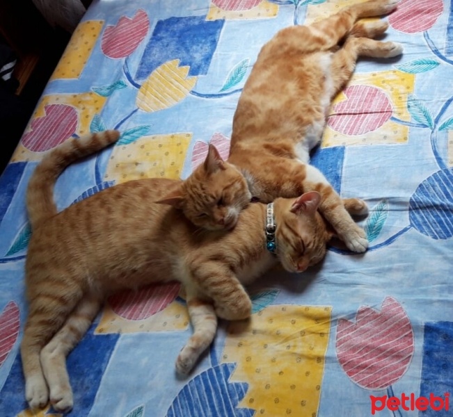 Sarman, Kedi  Muhterem fotoğrafı