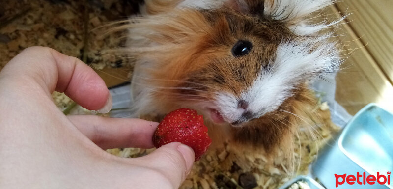 Guinea Pig, Kemirgen  Nacho fotoğrafı