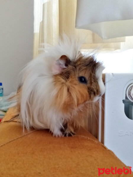 Guinea Pig, Kemirgen  Nacho fotoğrafı